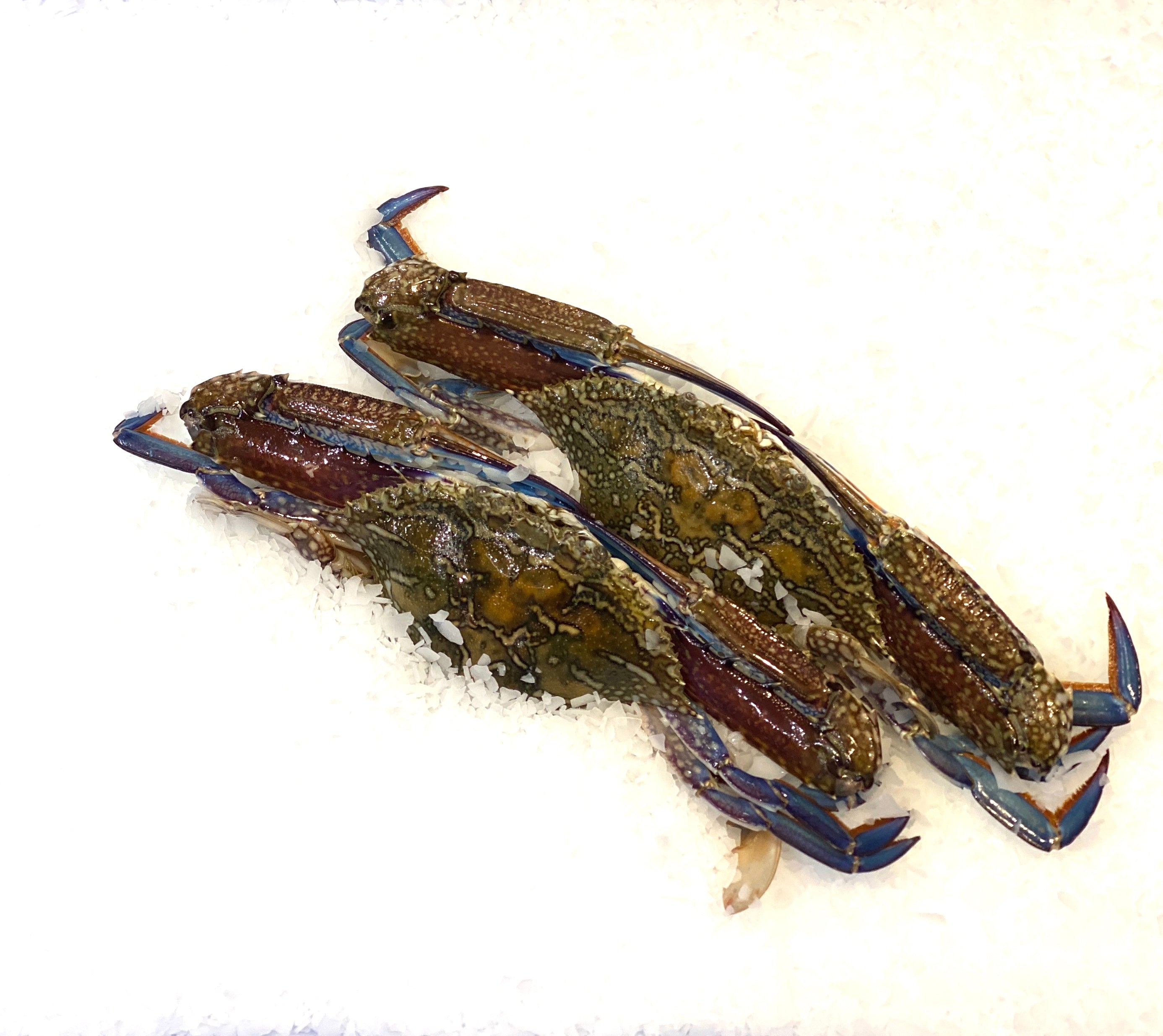 Green Blue Swimmer Crabs