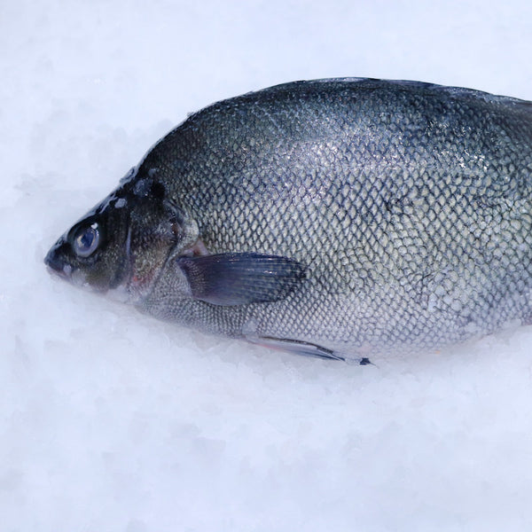 Silver perch discount