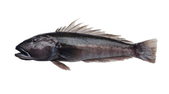 Blue Cod – Seafood and More