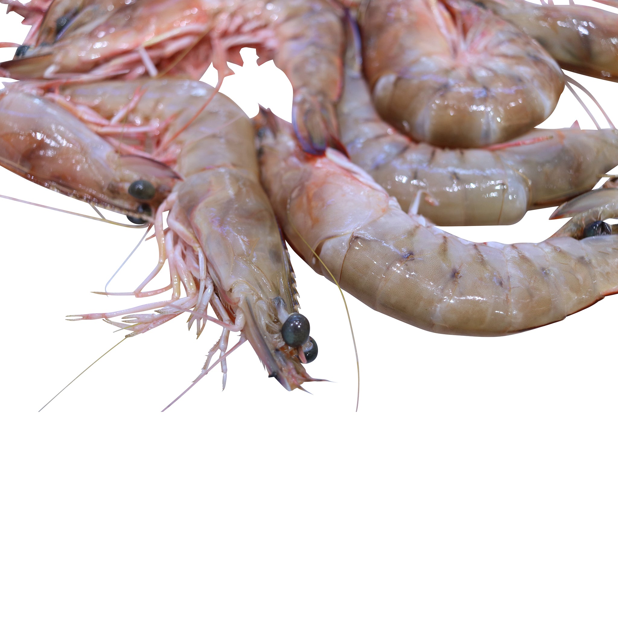 U8 (Large) Wild Green King Prawns – Seafood and More