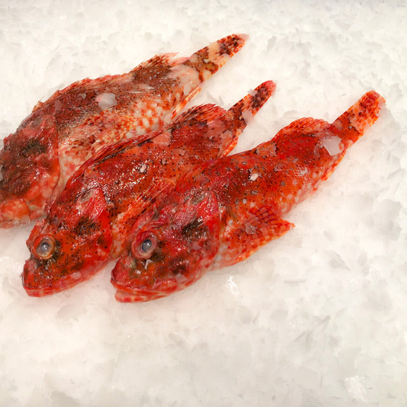 Red Rock Cod