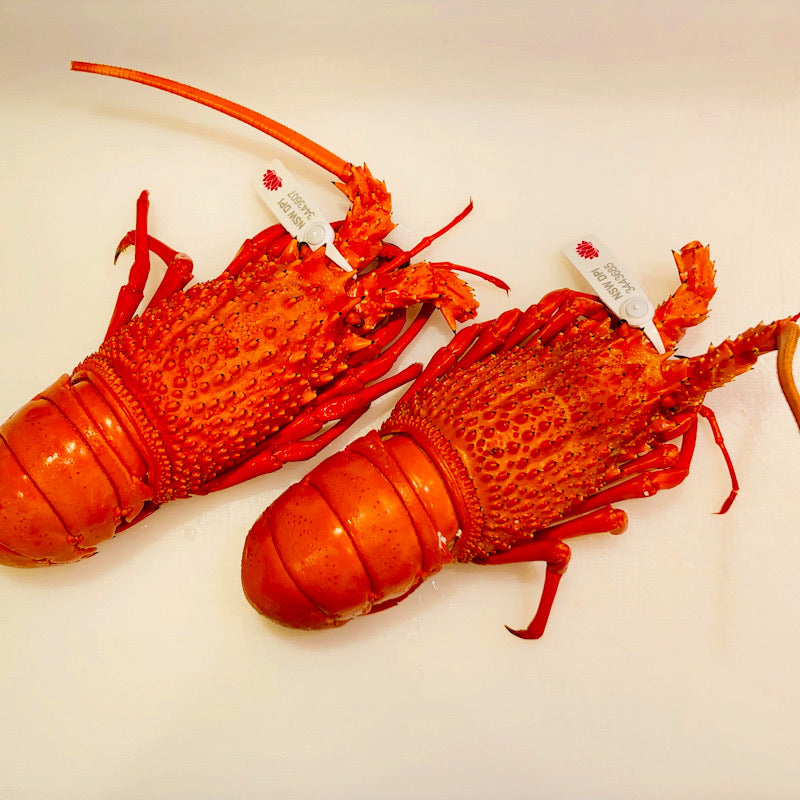 Cooked Eastern Rock Lobster