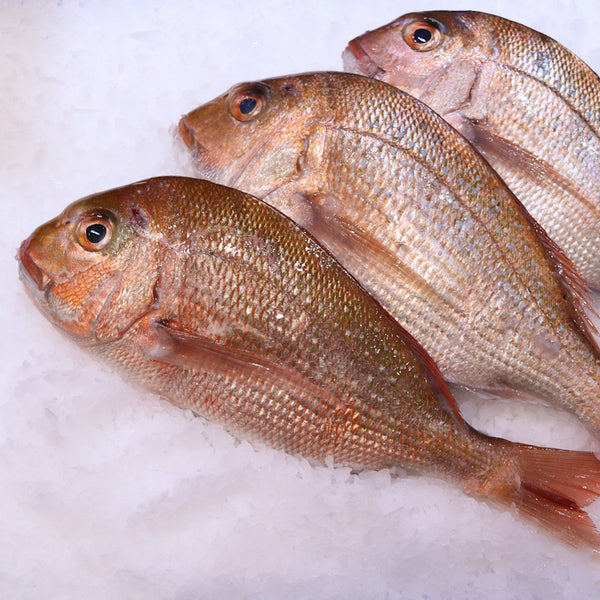 Medium Snapper Whole – Seafood and More